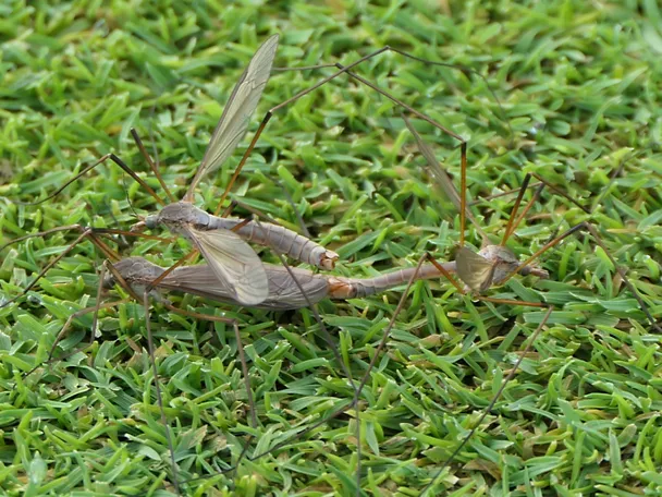 Tipula Tipula
