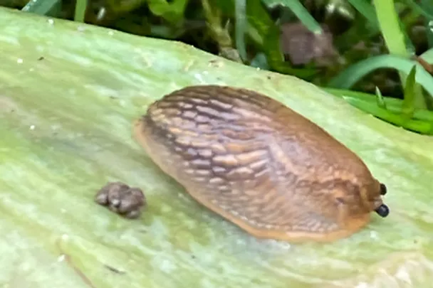 Nacktschnecke Nacktschnecke