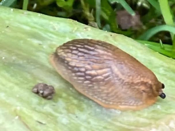 Nacktschnecke auf einem Blatt