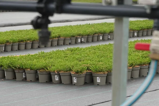 Zierpflanzen Erica in einer Gärtnerei