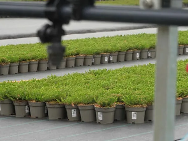 Erica behandelt mit Ascophos