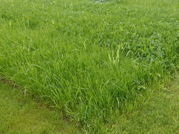 GreenStar-Parzellen auf den DLG-Feldtagen