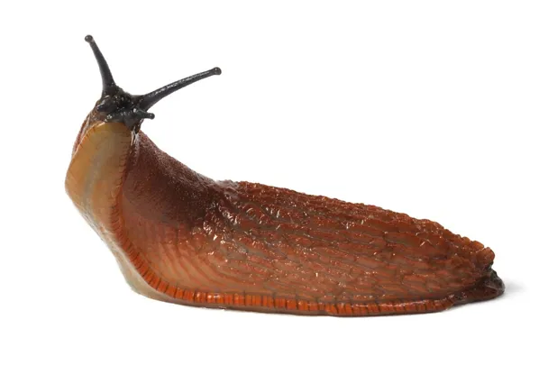 Nacktschnecke