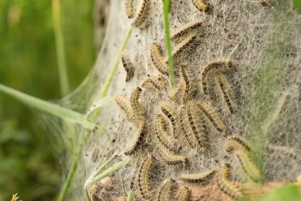 Eichenprozessionsspinner