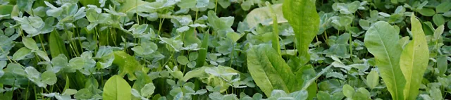 GreenStar Nutriherb GreenStar Nutriherb