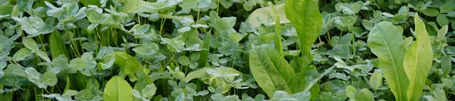 GreenStar Nutriherb- Kleewiese GreenStar Nutriherb- Kleewiese