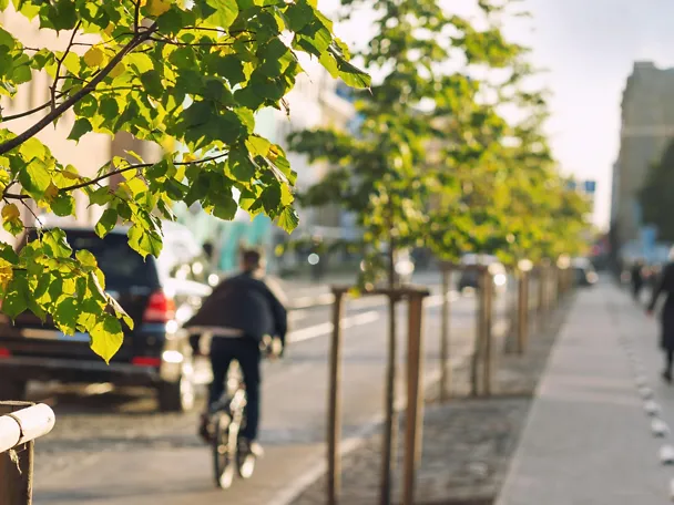 Bäume in der Stadt