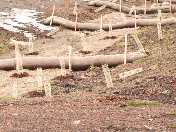 Erosionsschutz für frisch gepflanzte Setzlinge