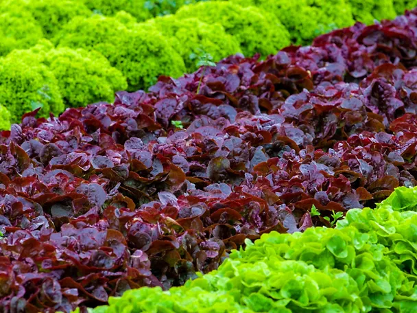 Produktionsgartenbau