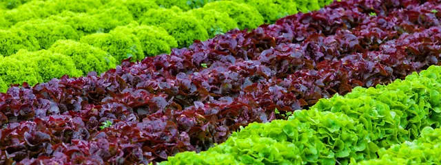 Produktionsgartenbau