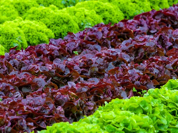 Salatköpfe in mehreren Reihen 