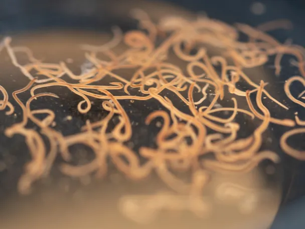 Nematoden Mikroskop Nematoden Mikroskop