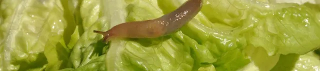 Kleine Nacktschnecke auf einem Salatblatt Kleine Nacktschnecke auf einem Salatblatt