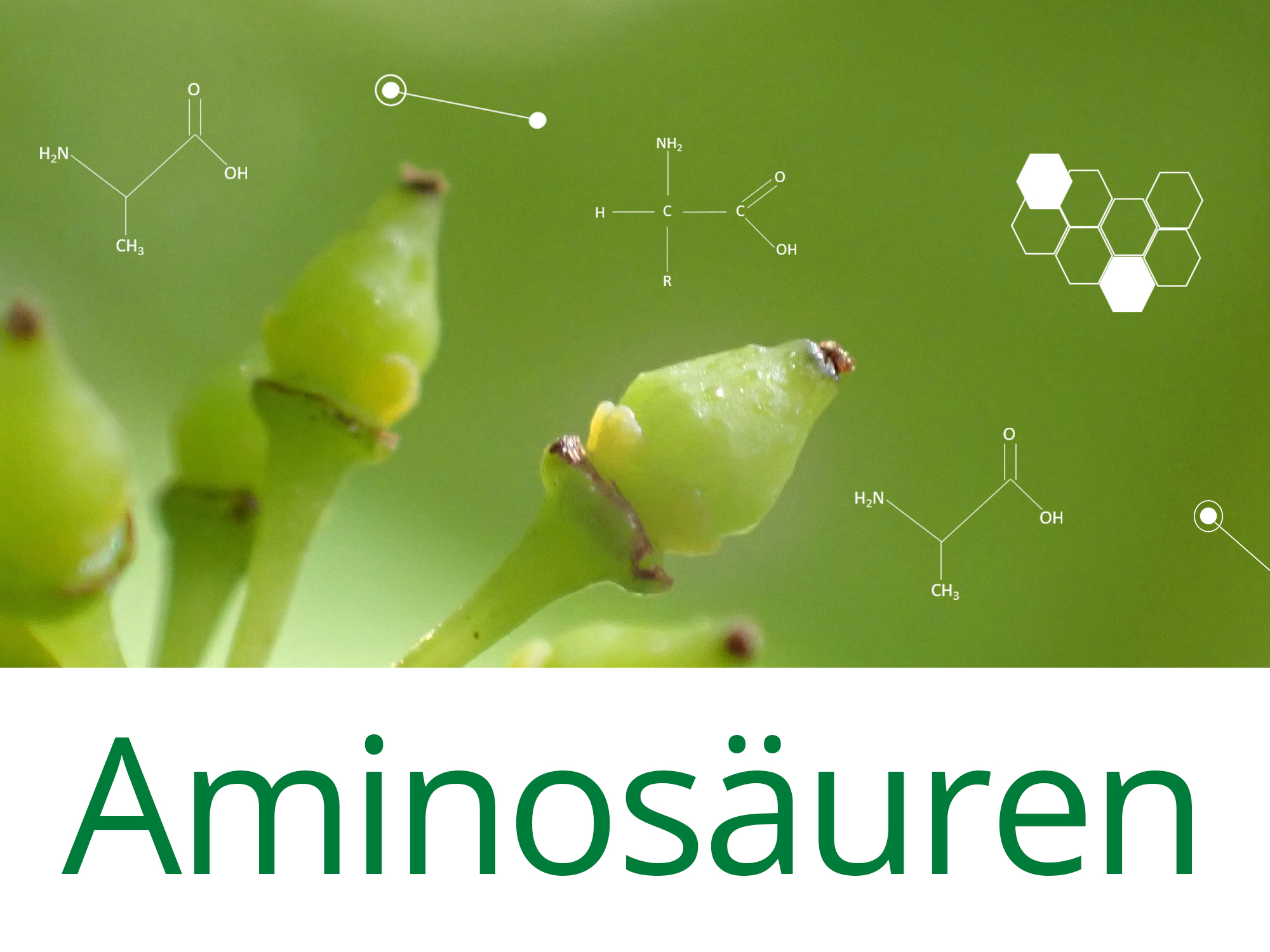 Vorschaubild Aminosäuren