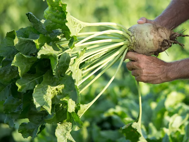 Landwirt mit Zuckerrübe in der Hand auf dem Feld Landwirt mit Zuckerrübe in der Hand auf dem Feld